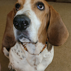 Amber Pet Collar product image 10