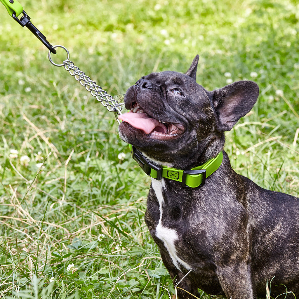 Martingale Dog Collar product image 2