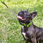 Martingale Dog Collar product image 2