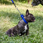 Martingale Dog Collar product image 3