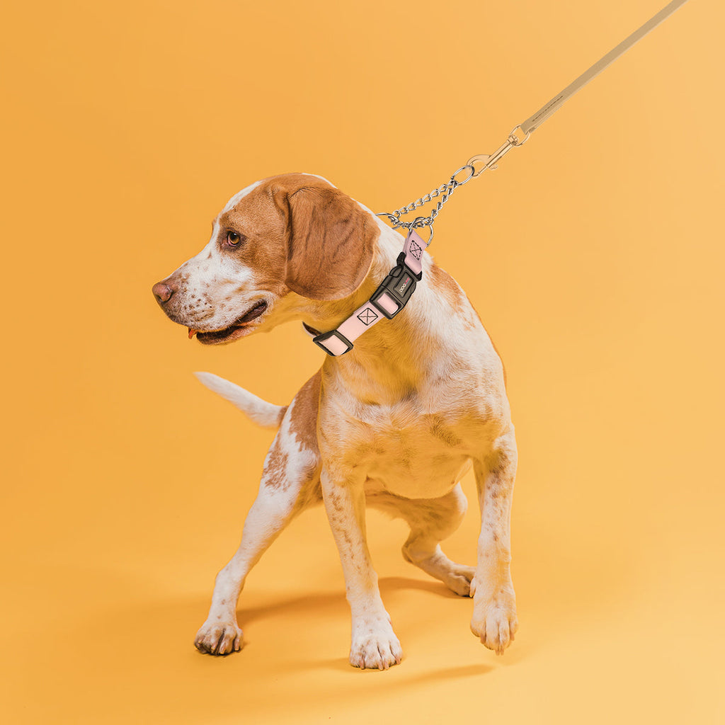 Martingale Dog Collar product image 4