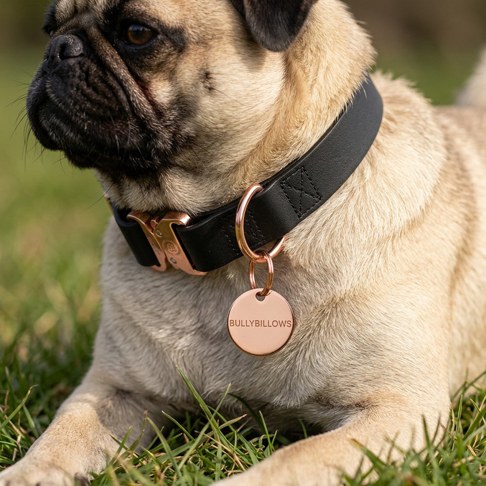 Dog ID Tag product image 3