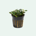Aquarium Plant product image 1