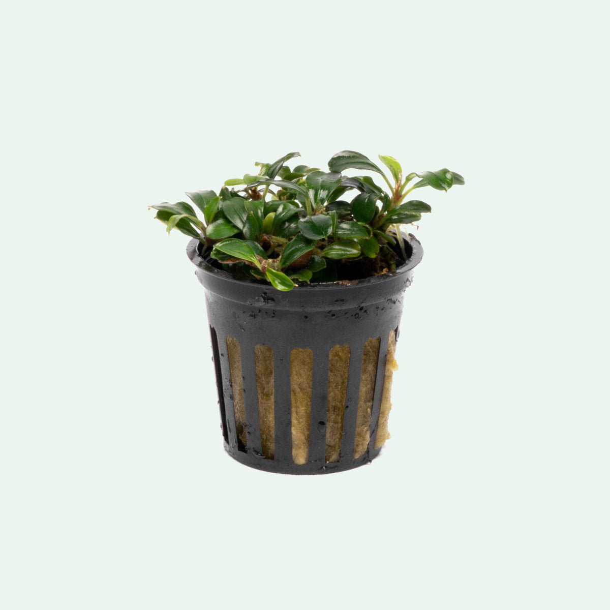 Aquarium Plant product image 1