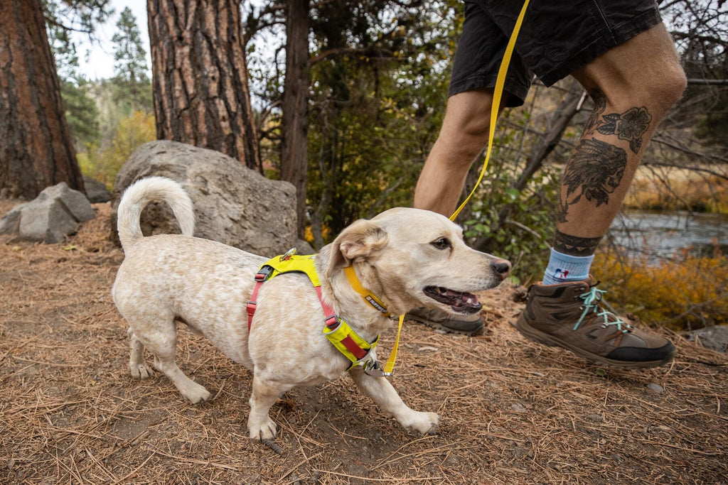 Dog Harness product image 2