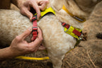 Dog Harness product image 40