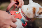 Dog Harness product image 42