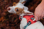 Dog Harness product image 43