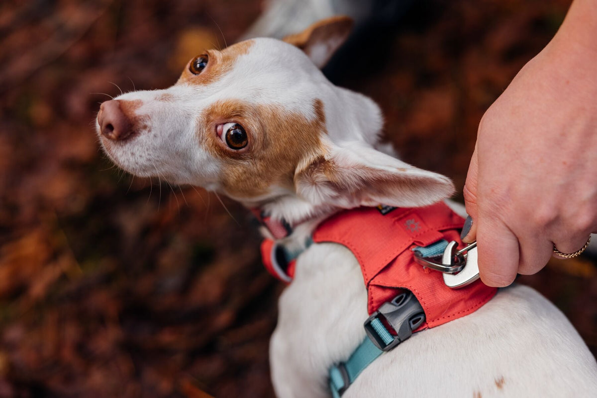 Dog Harness product image 43