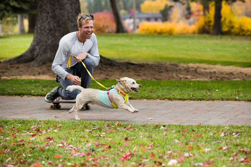 Dog Harness product image 46