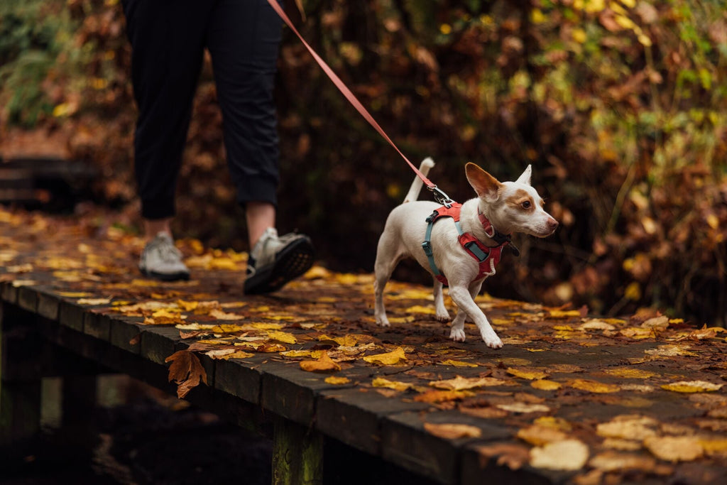 Dog Harness product image 48