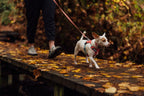 Dog Harness product image 48