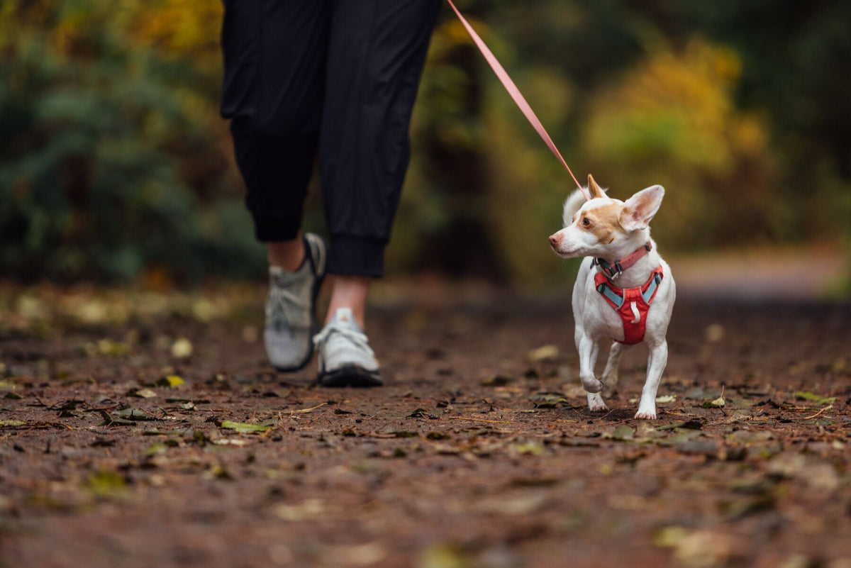 Dog Harness product image 49