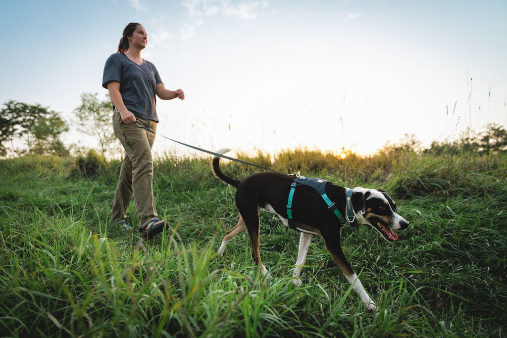 Dog Harness product image 62