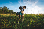 Dog Harness product image 70