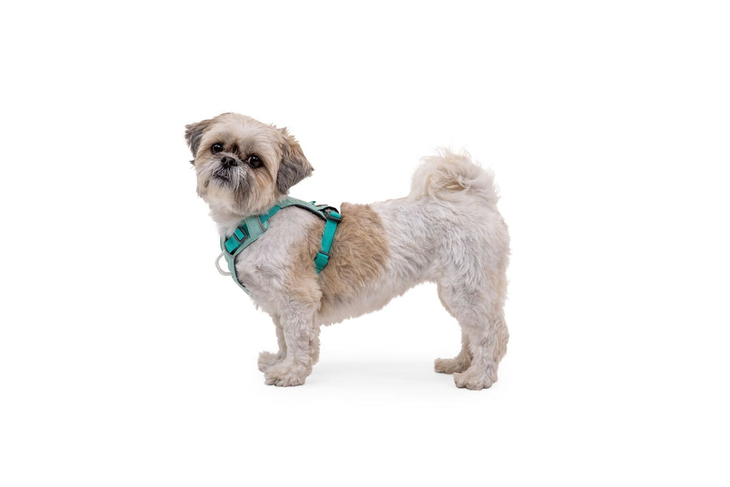 Dog Harness product image 71