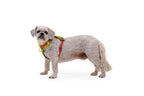 Dog Harness product image 72