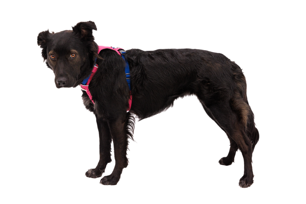 Dog Harness product image 74