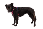 Dog Harness product image 74