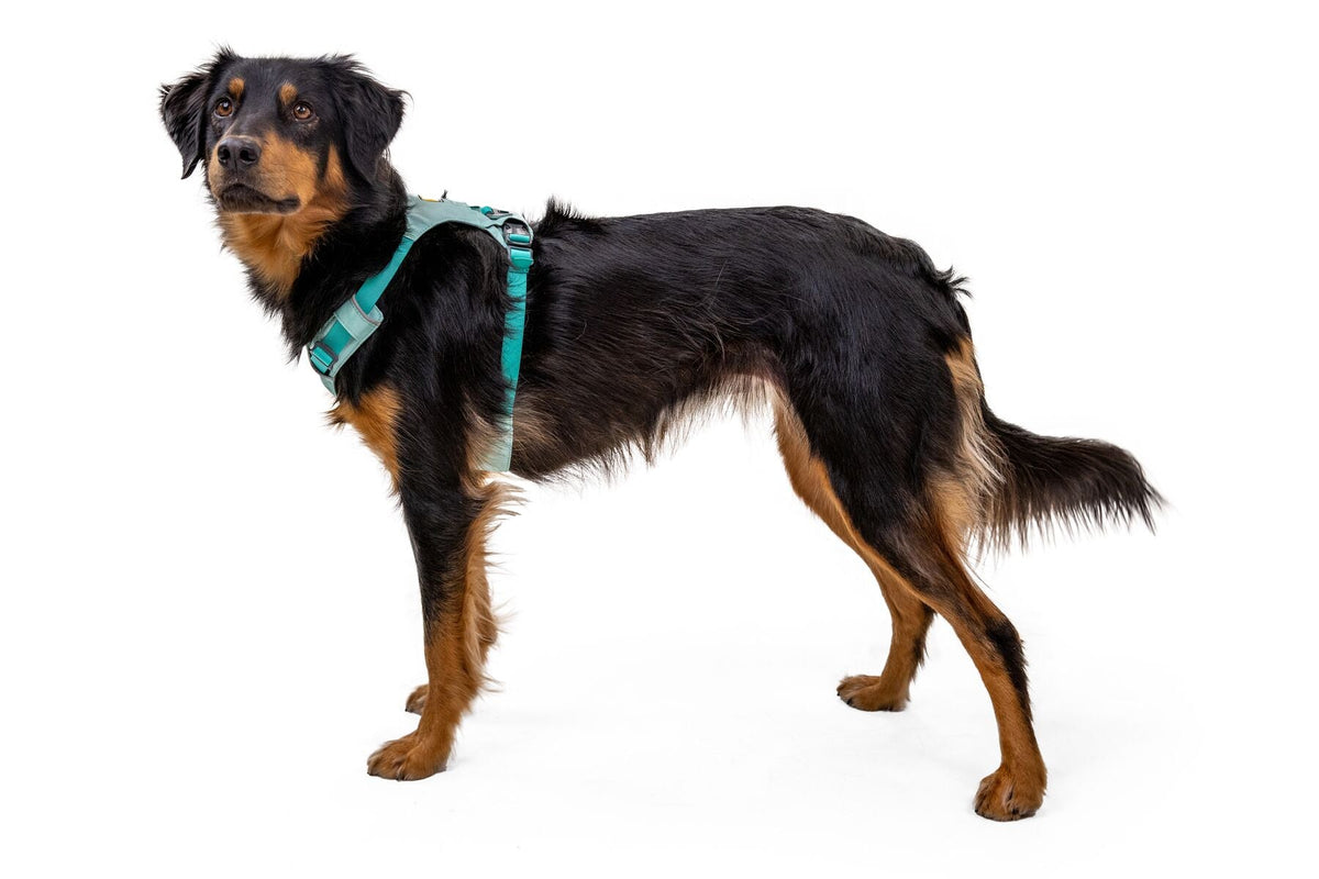 Dog Harness product image 75