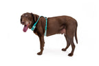 Dog Harness product image 76