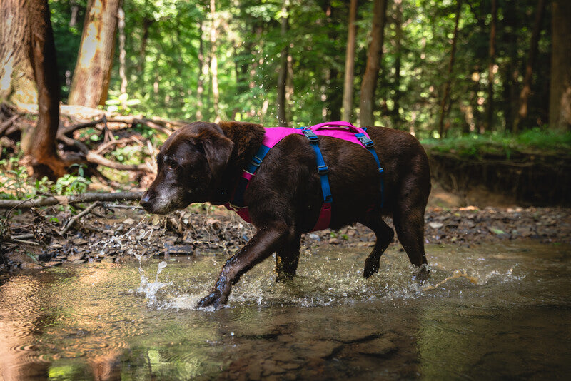 Dog Harness product image 27