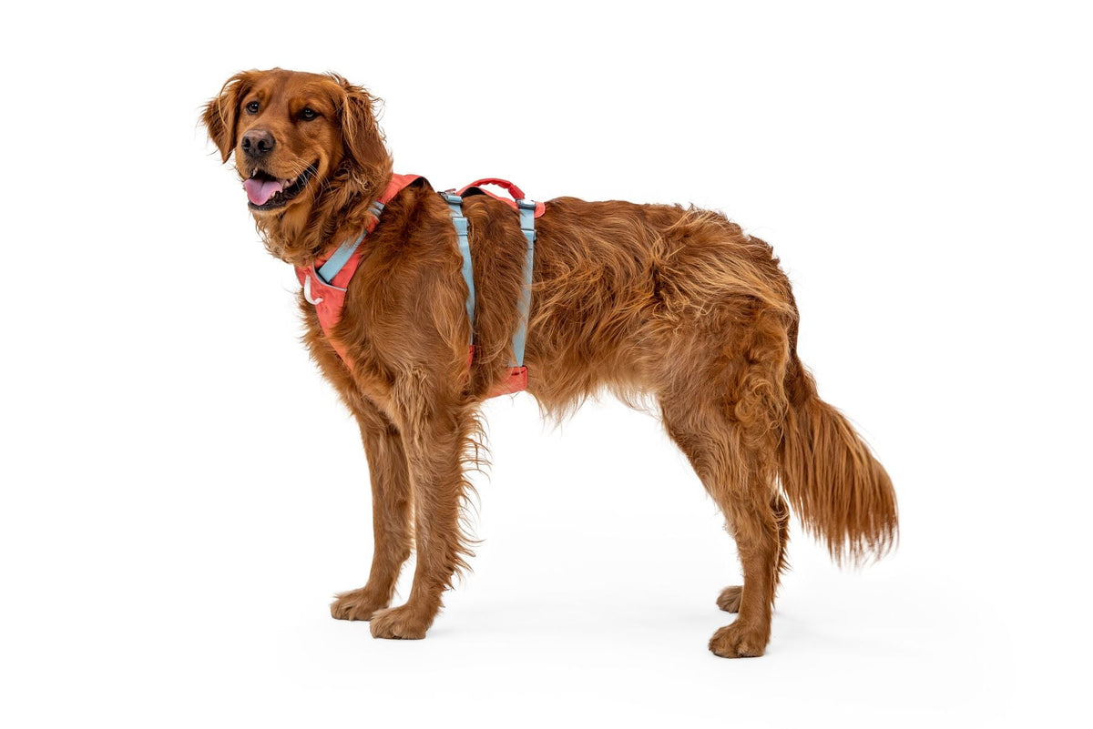 Dog Harness product image 49