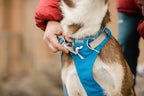 Dog Harness product image 52