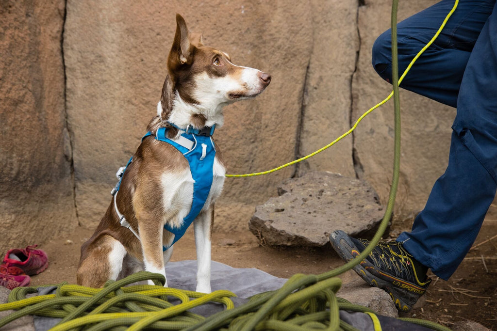 Dog Harness product image 58