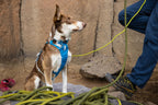 Dog Harness product image 58