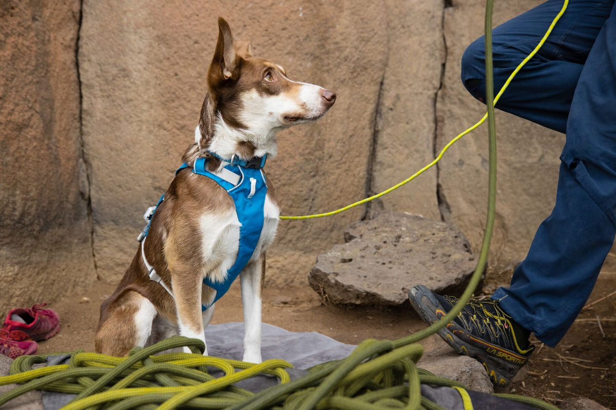 Dog Harness product image 58