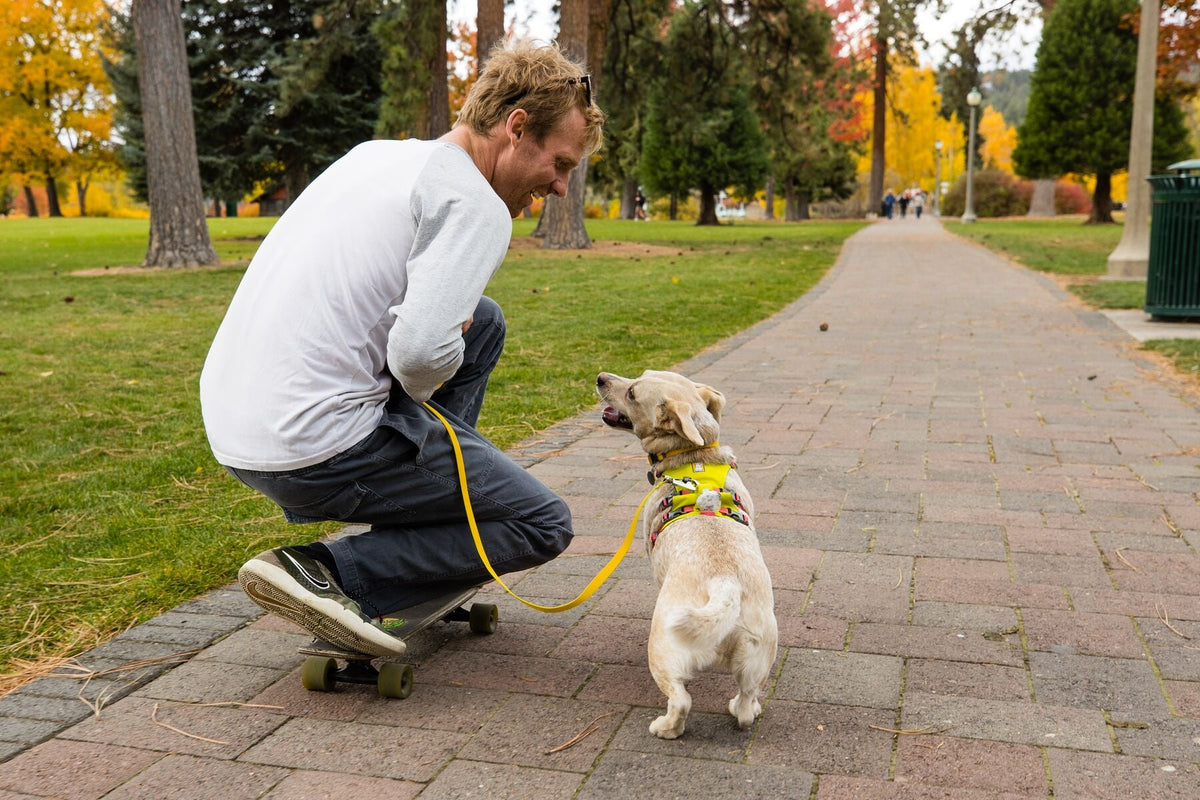 Dog Harness product image 60