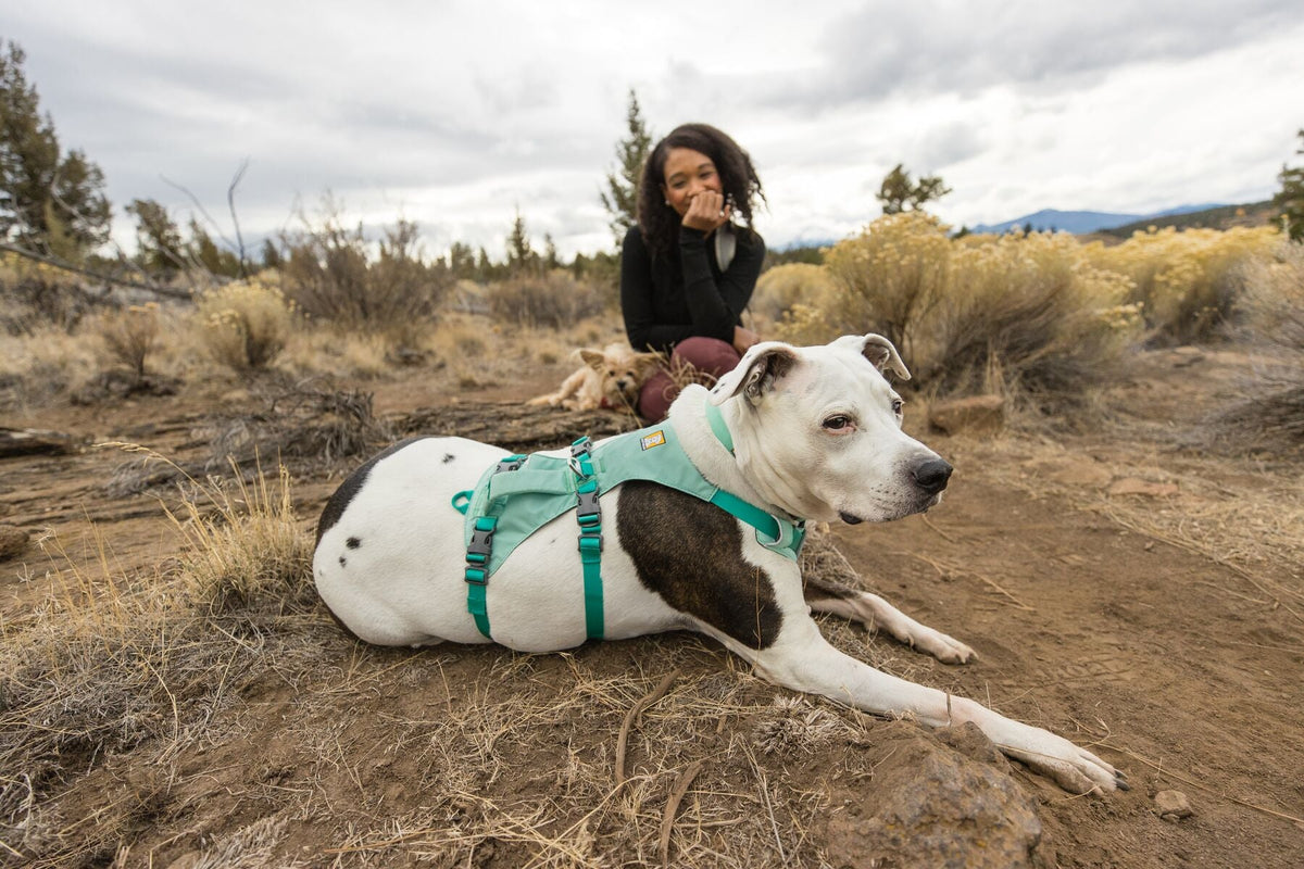 Dog Harness product image 64