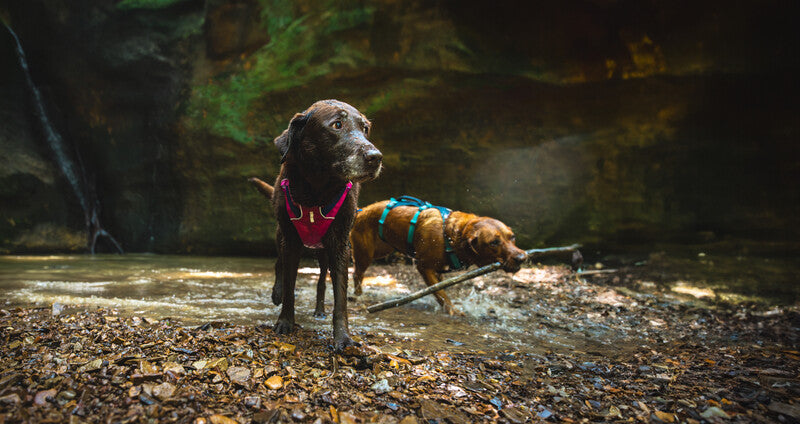 Dog Harness product image 67