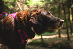 Dog Harness product image 68
