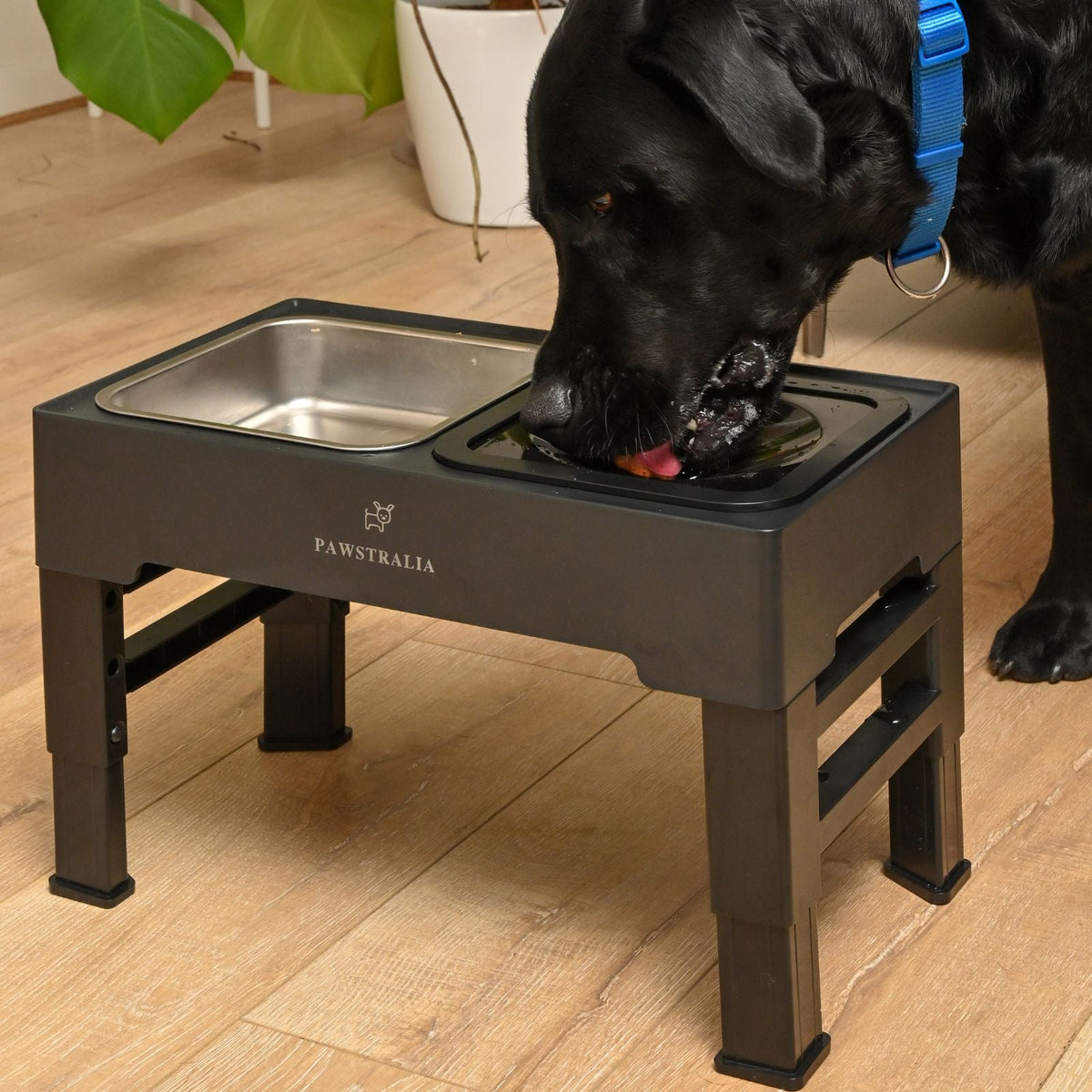 Elevated Dog Bowl Set product image 1