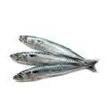 Raw Sardines product image 1