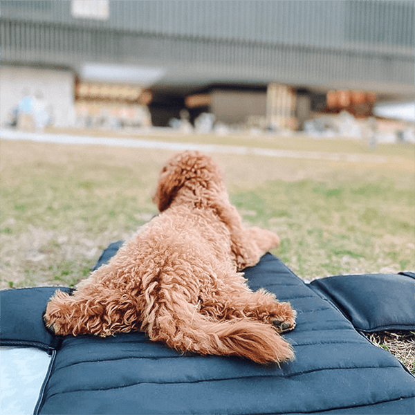 Soft-Sided Pet Carrier product image 3