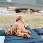 Soft-Sided Pet Carrier product image 3