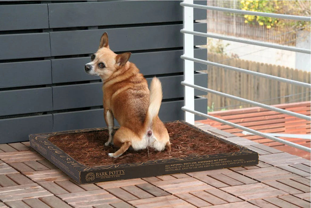 Corgi sitting on a Bark Potty disposable dog potty on a wooden balcony deck outdoors.