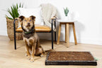 Brown dog with blue eyes sitting next to a Bark Potty disposable dog potty in a modern living room.