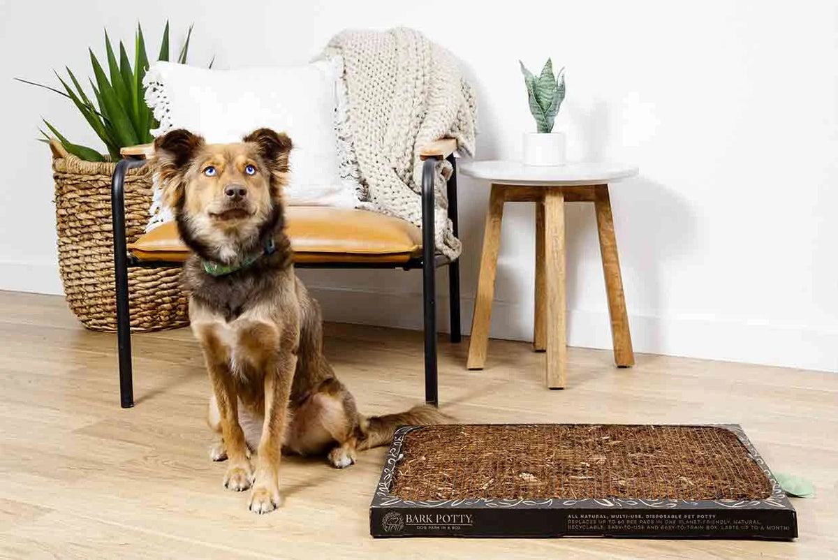 Brown dog with blue eyes sitting next to a Bark Potty disposable dog potty in a modern living room.