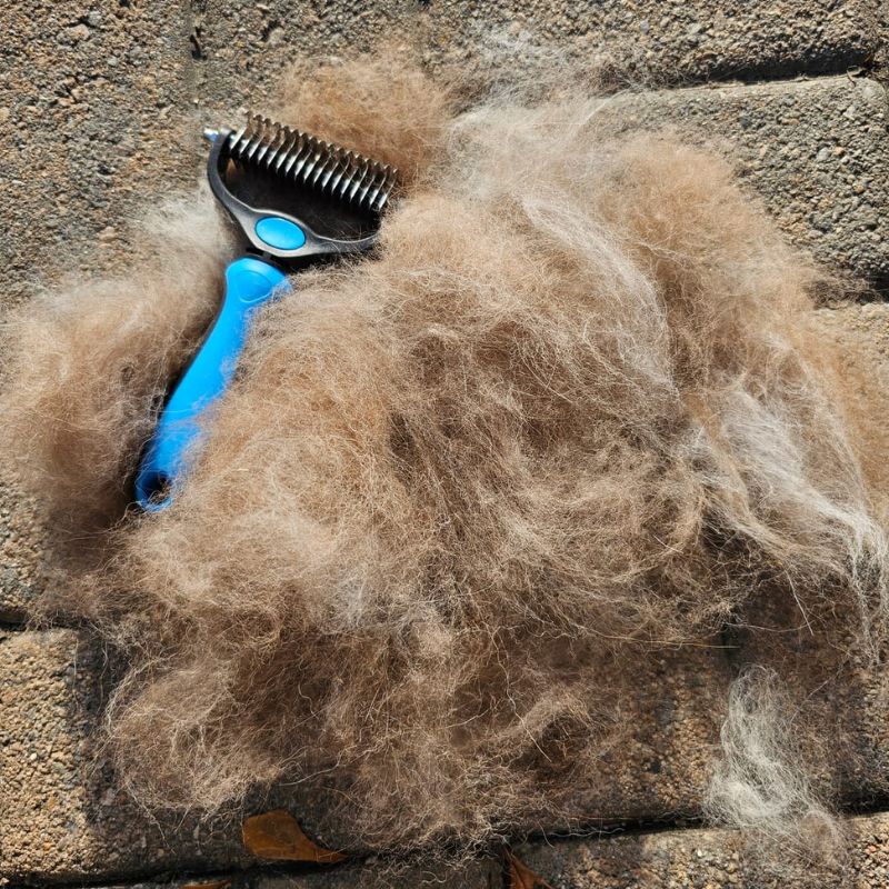 The Original FureverBrush® - Pro Grooming Tool Dog Supplies NuewayPets