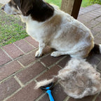 The Original FureverBrush® - Pro Grooming Tool Dog Supplies NuewayPets