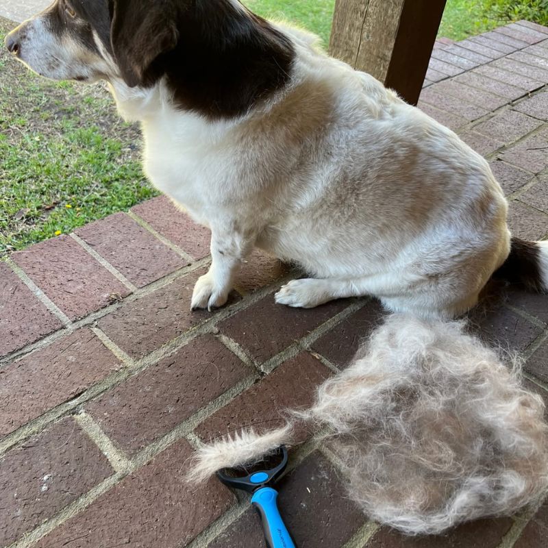 The Original FureverBrush® - Pro Grooming Tool Dog Supplies NuewayPets
