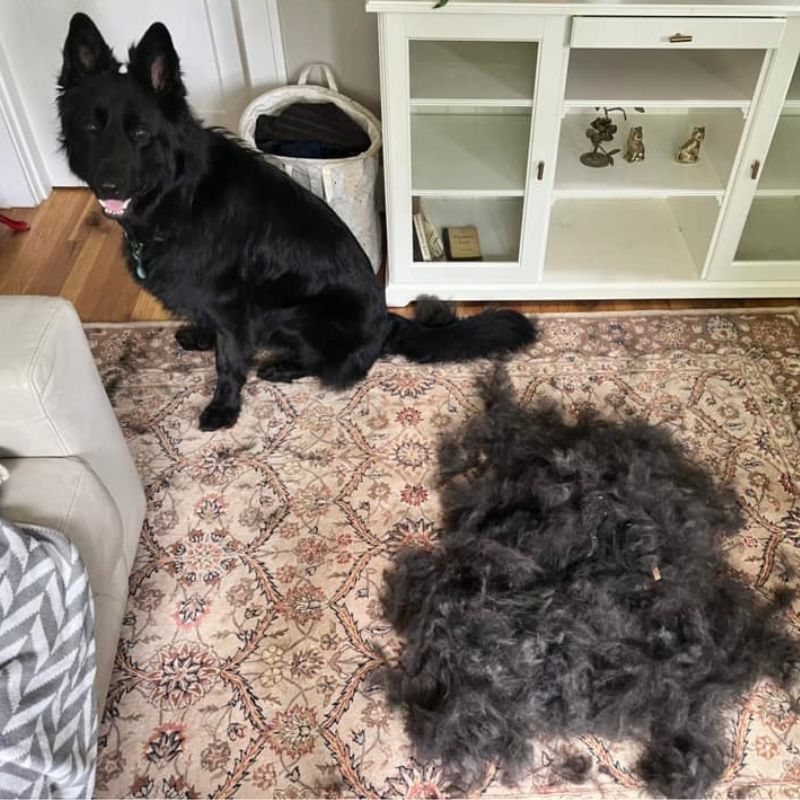 The Original FureverBrush® - Pro Grooming Tool Dog Supplies NuewayPets