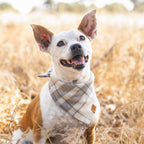 Dog Bandana product image 4