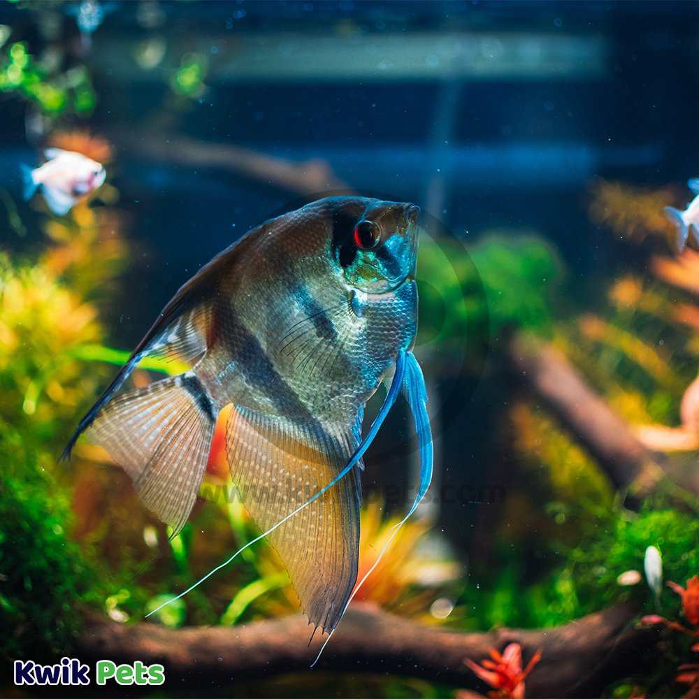 Aquarium Bacteria Treatment product image 5