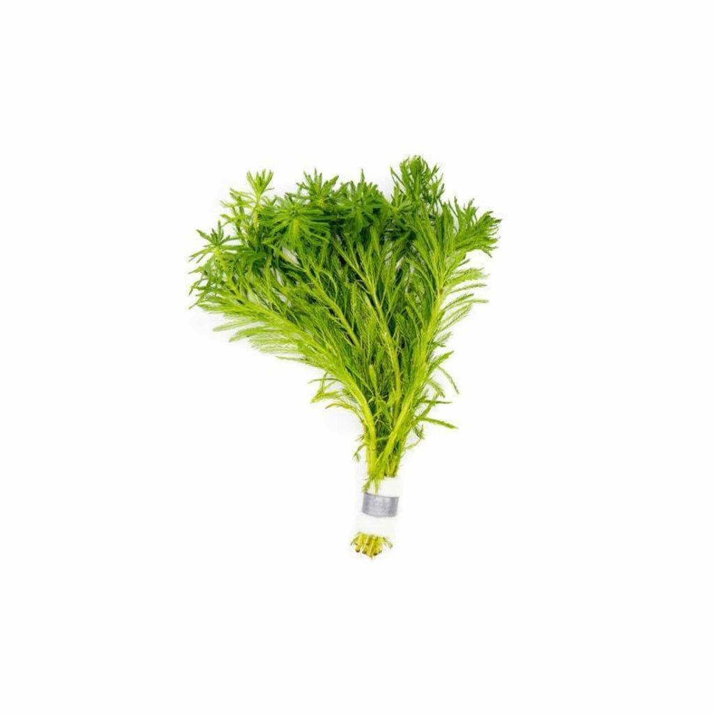 Live Aquarium Plant product image 1