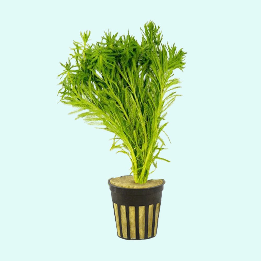 Live Aquarium Plant product image 2
